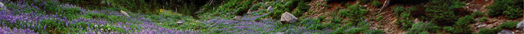 Oregon Wildflowers